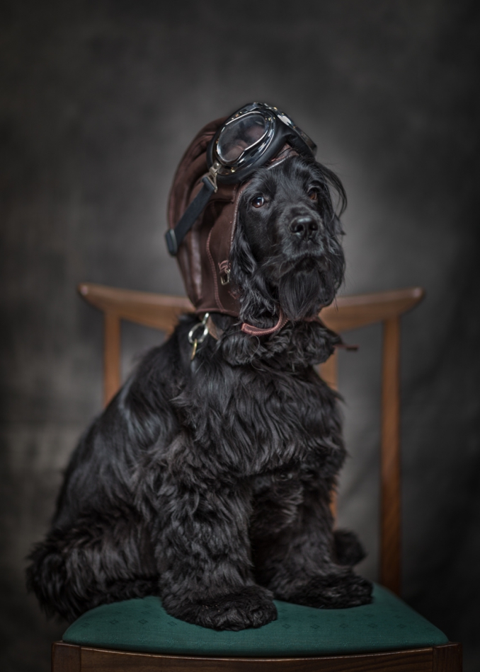 stoyog - Alfie. . Zdjęcie 232409