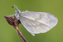 Leptidea sinapis
