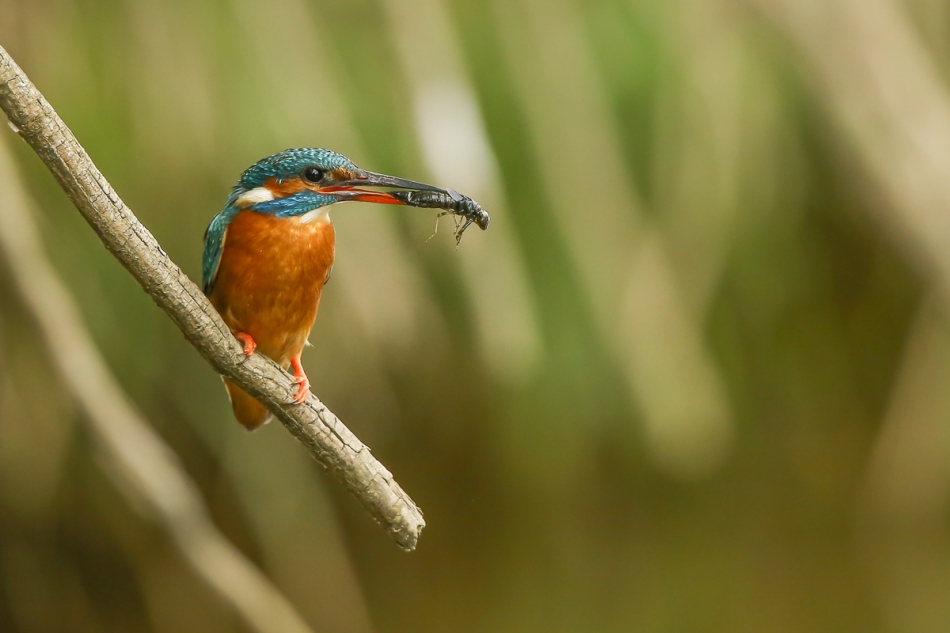 111966 - Kingfisher. Z braku ryby i robak ryba :). Zdjęcie 309393