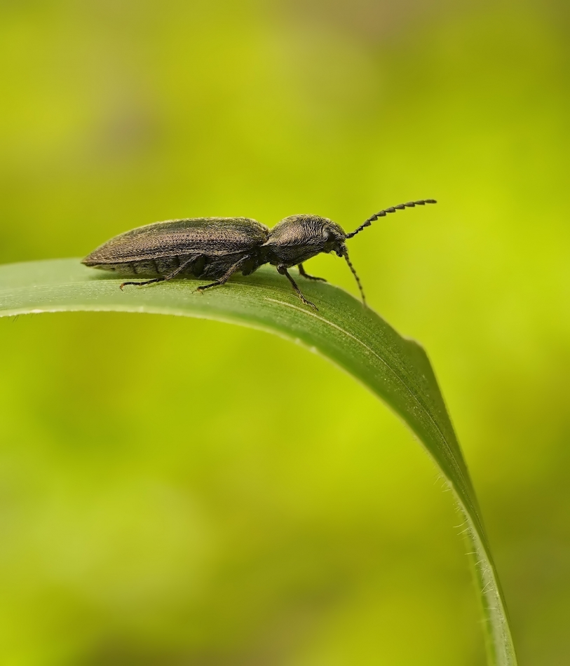 Nieskorek czerniec (Hemicrepidius niger). PE. Zdjęcie 336145