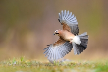 Sójka, Eurasian Jay (Ga...