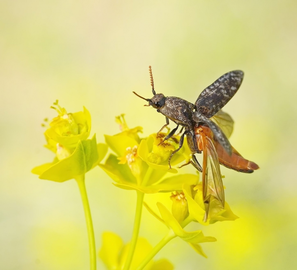 keni - Nieskorek czerniec (Hemicrepidius niger). PE prosze. Zdjęcie 332641