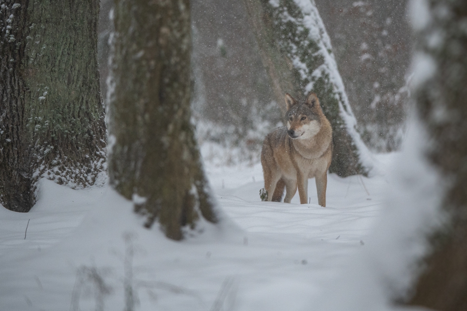 darek_d - poszukiwanie. 11.12.2022 Puszcza Białowieska. Zdjęcie 309648