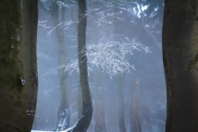 Gentle Touch of Winter...