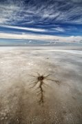 Neuron...