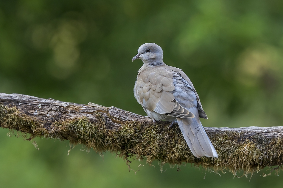 Synogarlica turecka (Streptopelia decaocto).. . Zdjęcie 334763