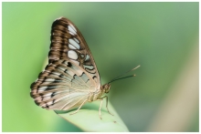 Butterfly Kisses