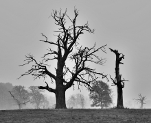 in the misty autumn's m...