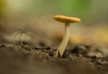 Grzybek