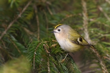 Mysikrólik, Goldcrest (...