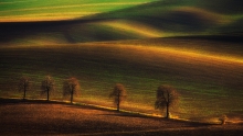 Dead trees