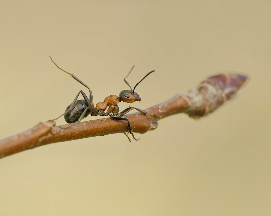 keni - Mrówka rudnica (Formica rufa). . Zdjęcie 332212