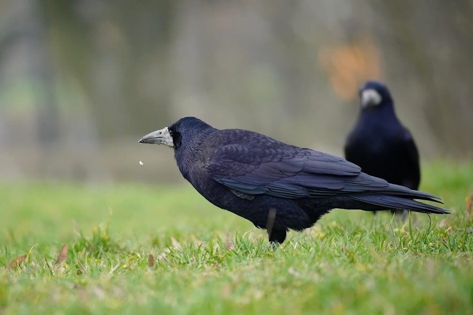 keni - Gawrony. . Zdjęcie 327196