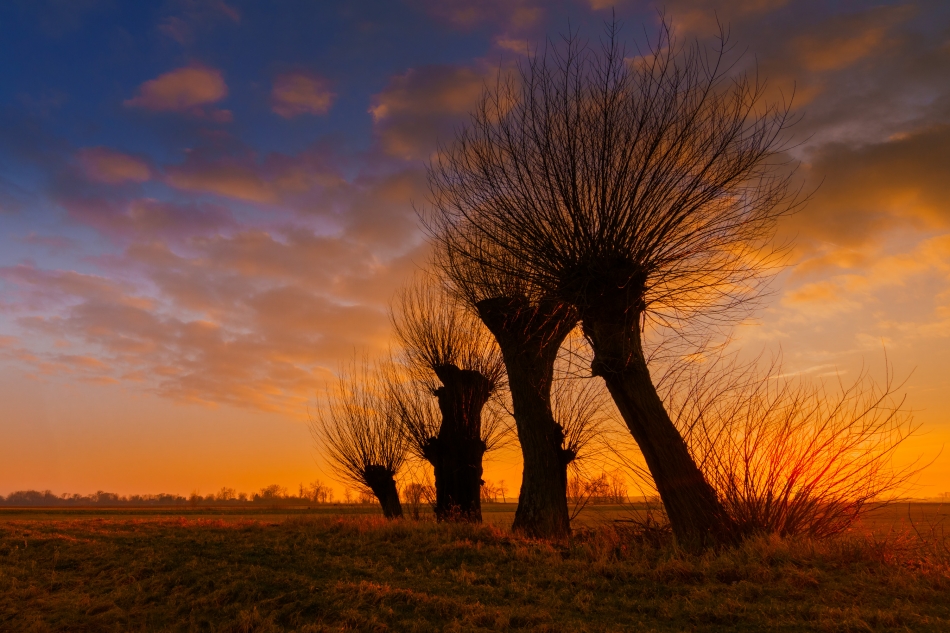 fotoel - Wierzby Żuławskie. . Zdjęcie 330175