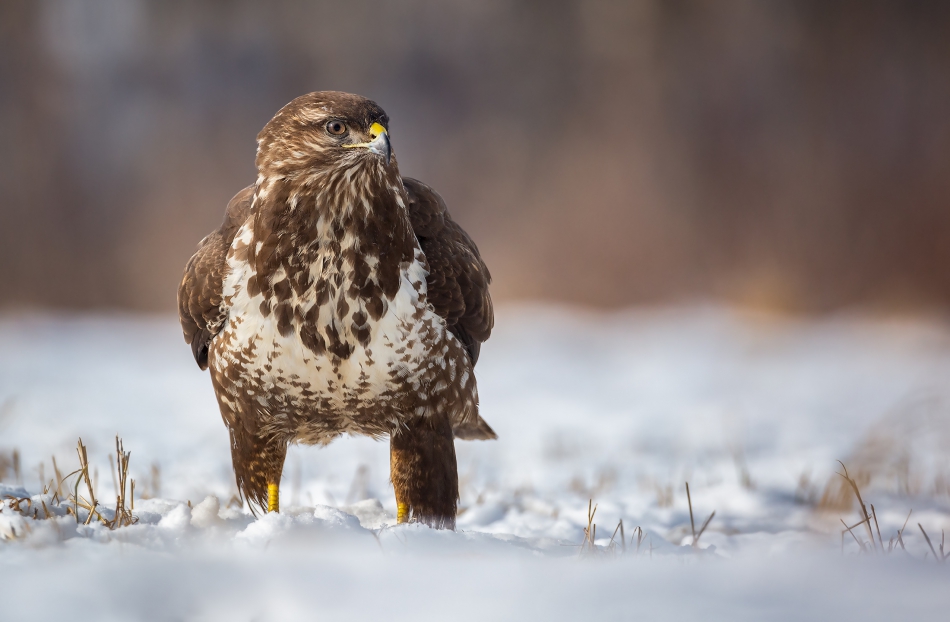 marcinmm - Myszołów zwyczajny ( Buteo buteo ). . Zdjęcie 316743