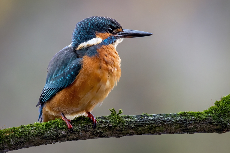 marcinmm - Zimorodek (Alcedo atthis). . Zdjęcie 336464