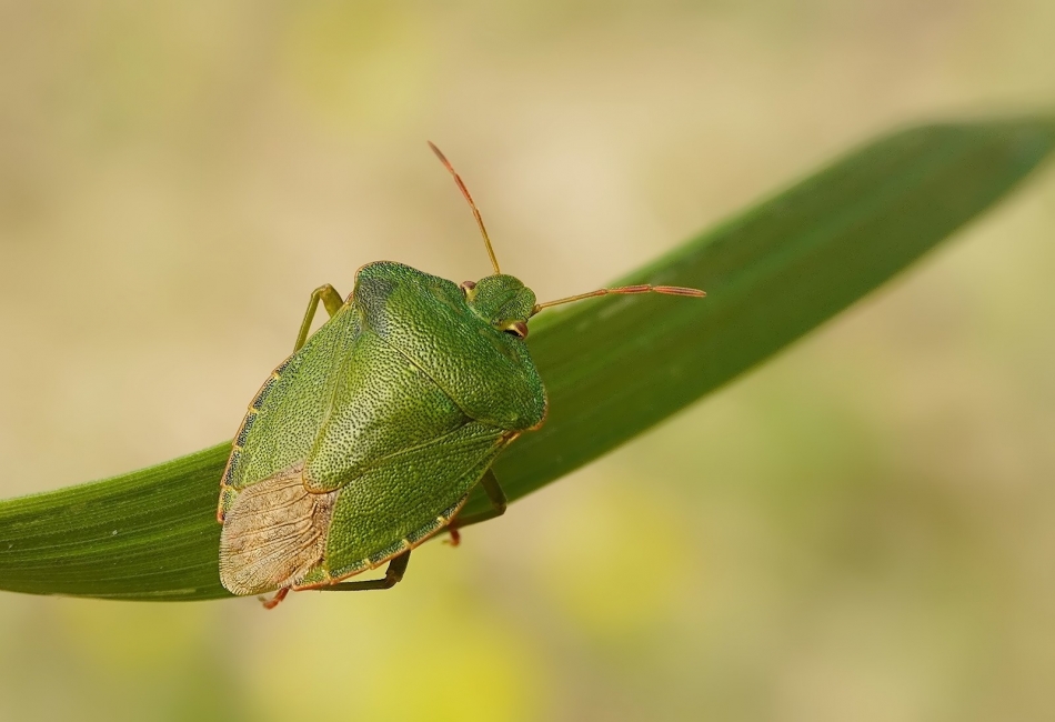 keni - Odorek zieleniak (Palomena prasina) . . Zdjęcie 332640