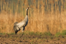 Grus grus ..żurawia wyn...
