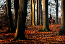 Robin...