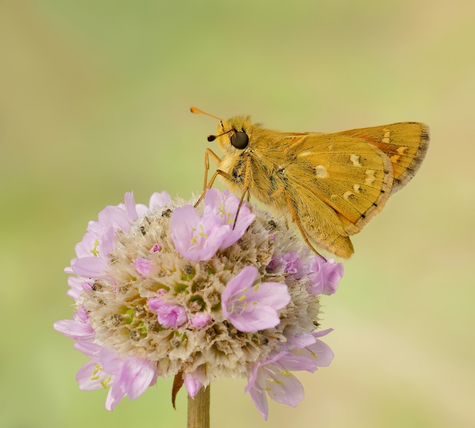 Karłątek. PE. Zdjęcie 336309