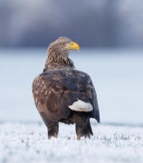 Haliaeetus albicilla