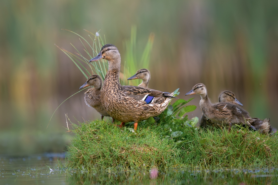 fotodam - Bezludna wyspa. . Zdjęcie 251007