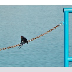 Jaskółka uwięziona