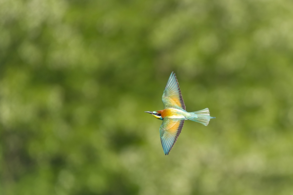 amigamedia - Kolory w locie. Żołna (Merops apiaster) Przyroda naszego regionu. Sony ILCE-1+Sony SEL200600G FE 200-600mm f/5.6-6.3 G OSS. Przysłona: f/6,3; Czas ekspozycji: 1/2000 s; ISO: 1000; Ogniskowa: 600 mm.. Zdjęcie 332962