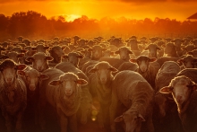 Sunset over the farm