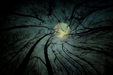 Into the Trees 