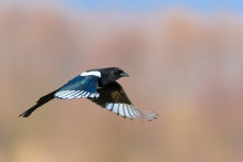 Sroka, Eurasian Magpie ...