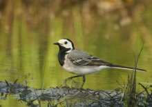 Pliszka siwa (Motacilla...