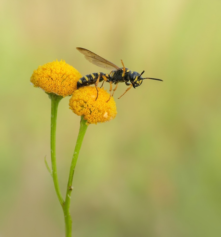 keni - No to startujemy...... PE. Zdjęcie 334796