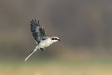 Srokosz, Northern Shrik...