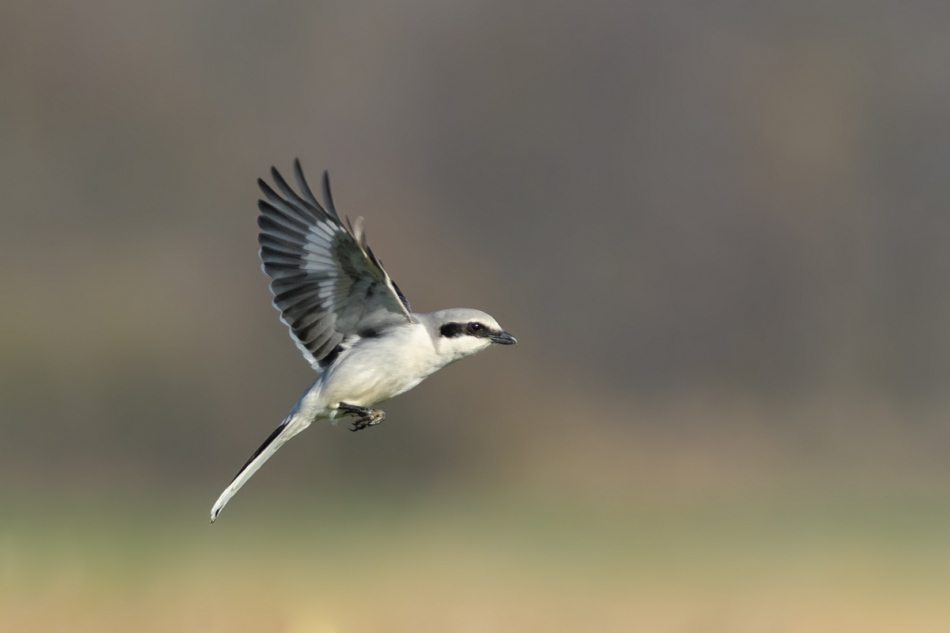 raftik - Srokosz, Northern Shrike (Lanius excubitor) ... 2019r . . Zdjęcie 245452