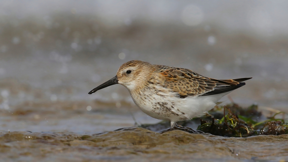 panthomas - Calidris alpina. PE. Zdjęcie 253469