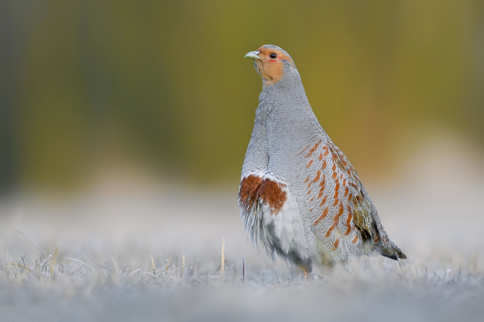 fotodam - Kurak. Kuropatwa (Perdix perdix). Zdjęcie 300021