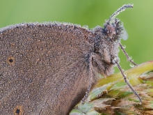 Maniola jurtina