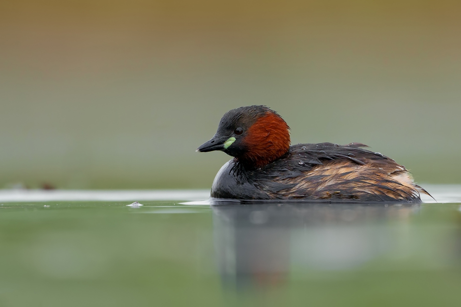 fotodam - Kręciołek. Perkozek. Zdjęcie 315275
