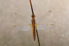 Szafranka czerwona