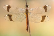 Sympetrum pedemontanum 