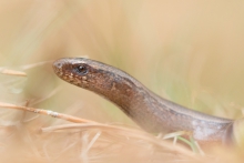 Padalec