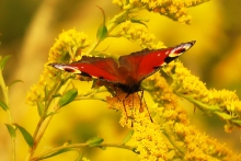 Rusałka pawik (Aglais io)