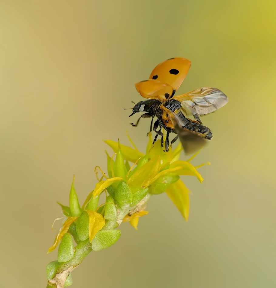 keni - . . Zdjęcie 310988