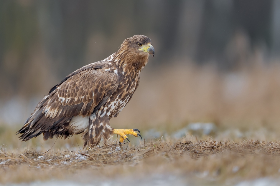 fotodam - Pazur.  Bielik (Haliaaetus albicilla) White-tailed Eagle . Zdjęcie 330711