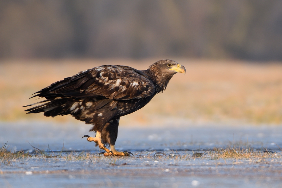 Haliaeetus albicilla. . Zdjęcie 207948