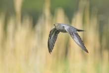 Kukułka, Common Cuckoo ...