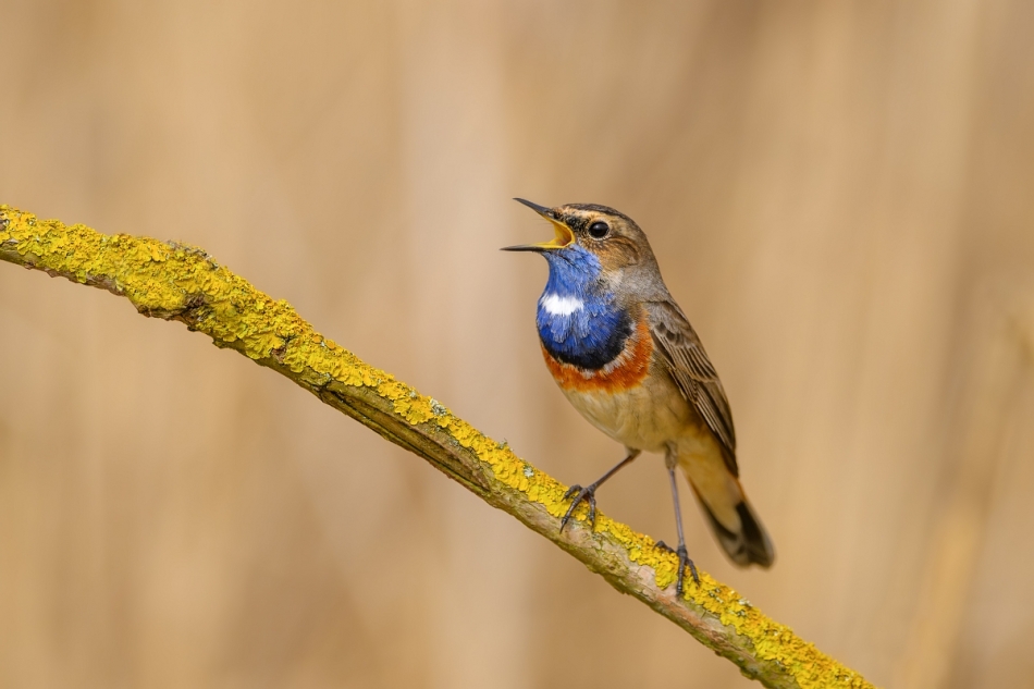 raftik - Podróżniczek, Bluethroat (Luscinia svecica) ... 2024r. . Zdjęcie 323353