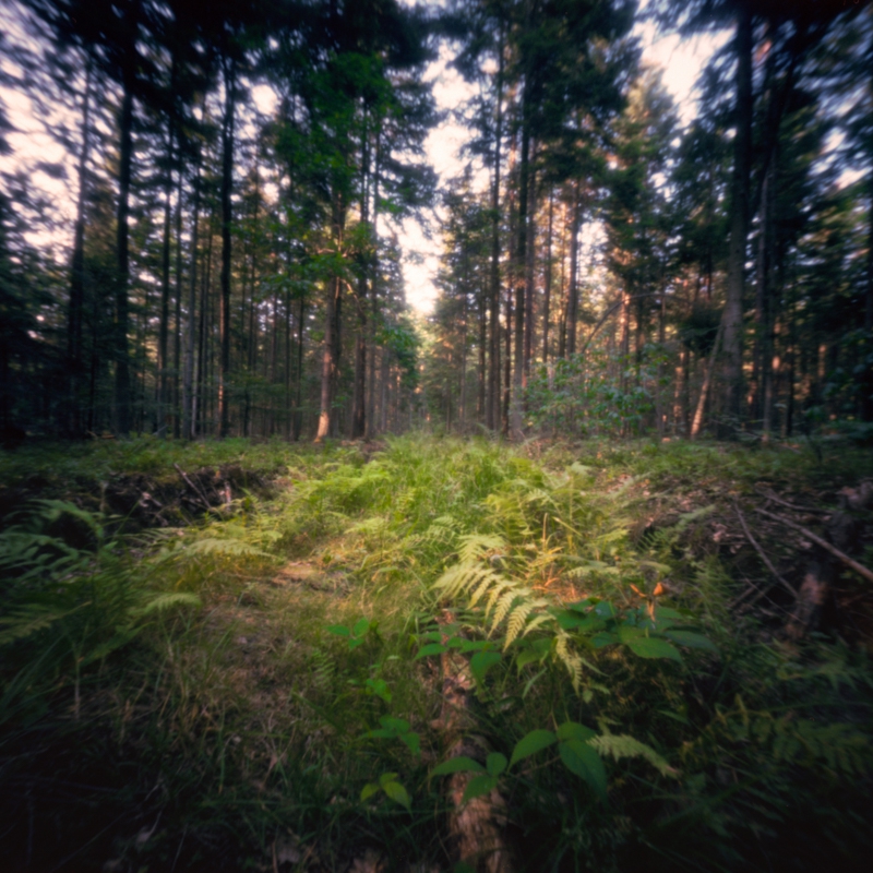 miljo77 - . fotografia otworkowa (pinhole, camera obscura)  skan z negatywu 6x6 Kodak Portra 160 . Zdjęcie 274707