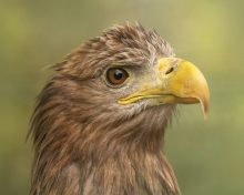 Bielik